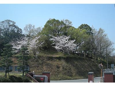 桜の花が咲いている乗場古墳の写真