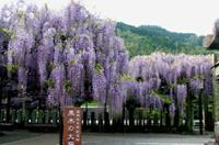 （写真）大藤公園