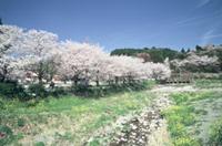 （写真）山の井公園