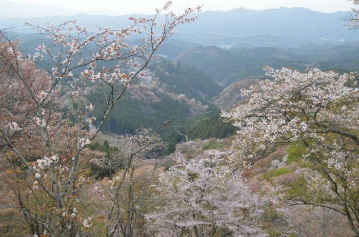 吉野-桜