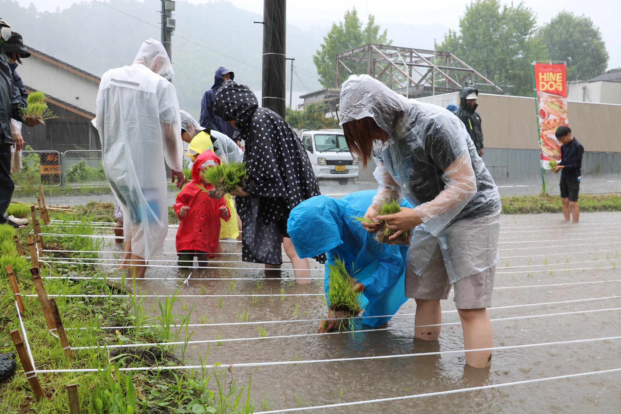 田植えイベント