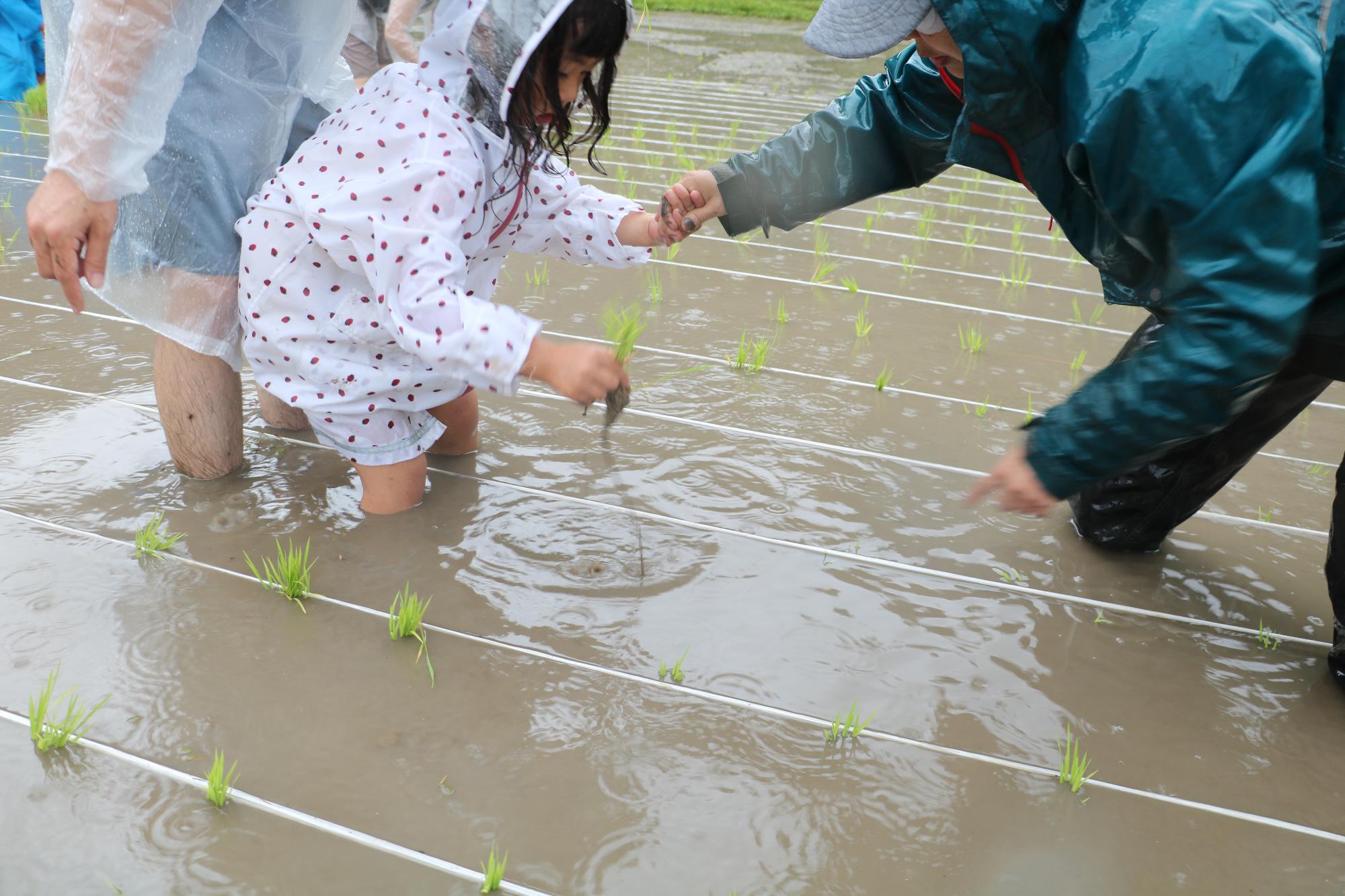 田植えイベント