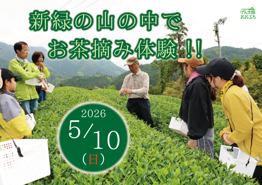 お茶摘み体験イベント
