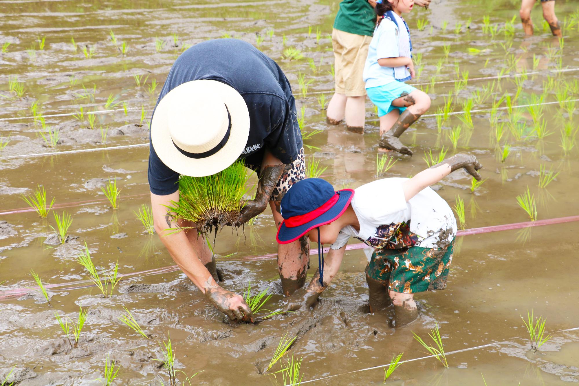 田植えイベント