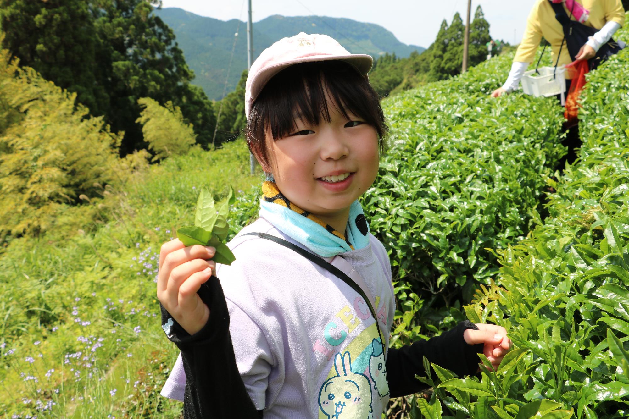 お茶摘み体験2