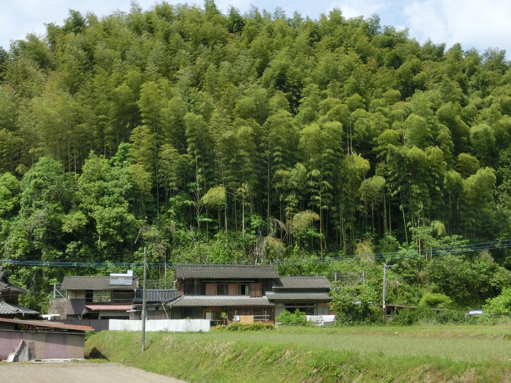 全景